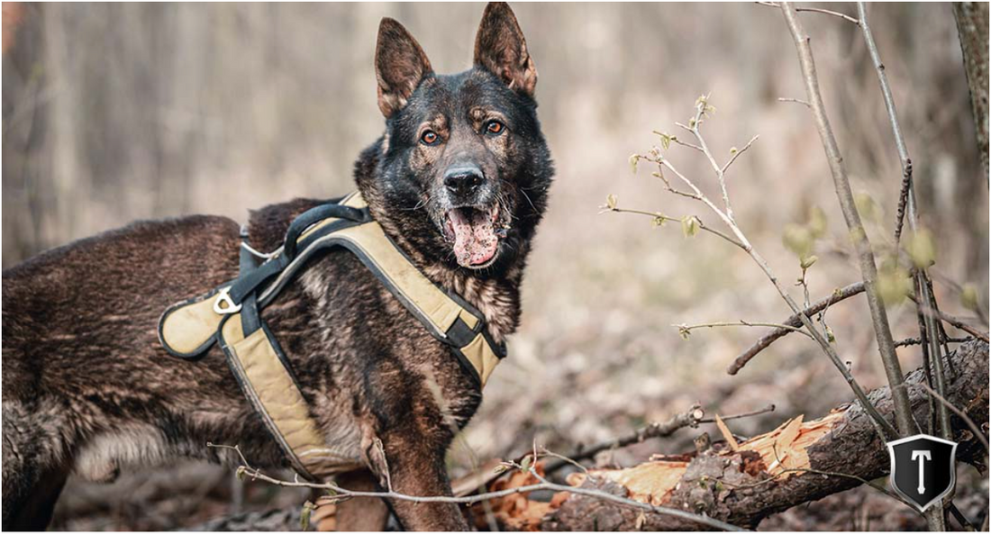 THE INSIDE SCOOP ON INFLAMMATION IN DOGS