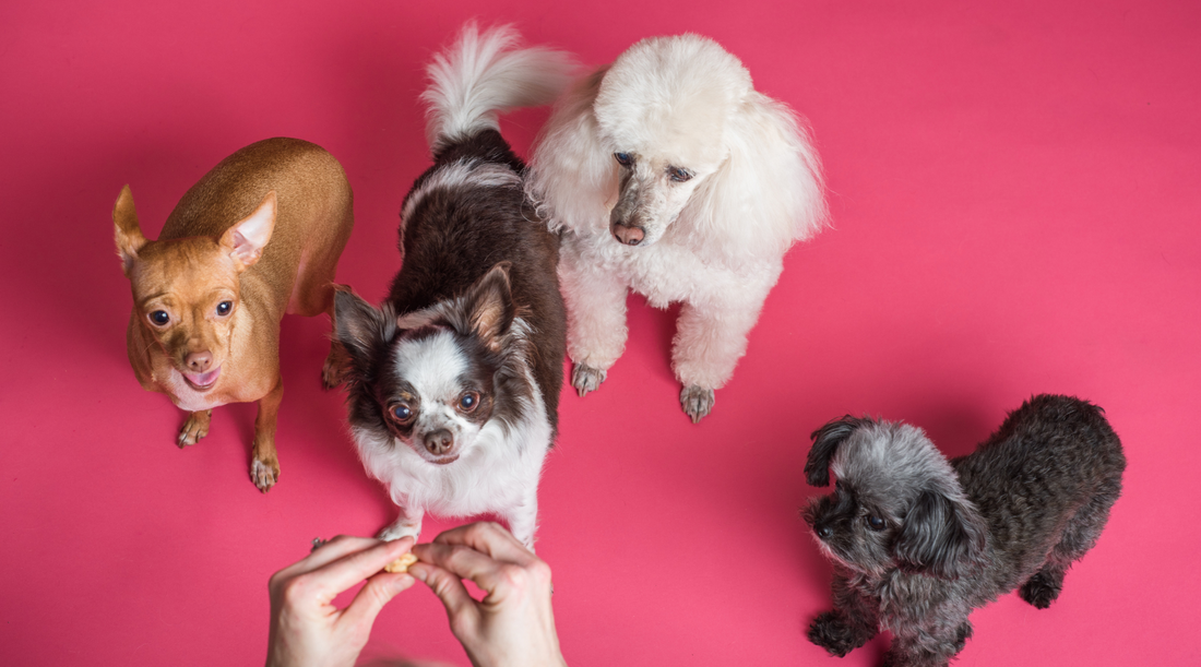 The benefits of supplements for dogs