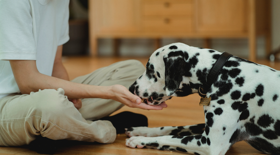 How to introduce supplements into your dog's diet