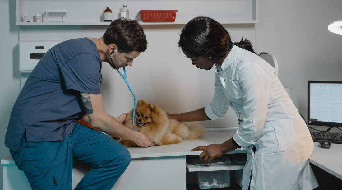 Getting your Dog Fixed (pros & cons)