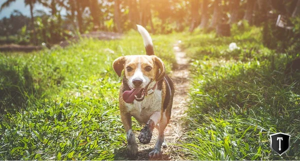 Prevent Dog Pee from Ruining your Lawn