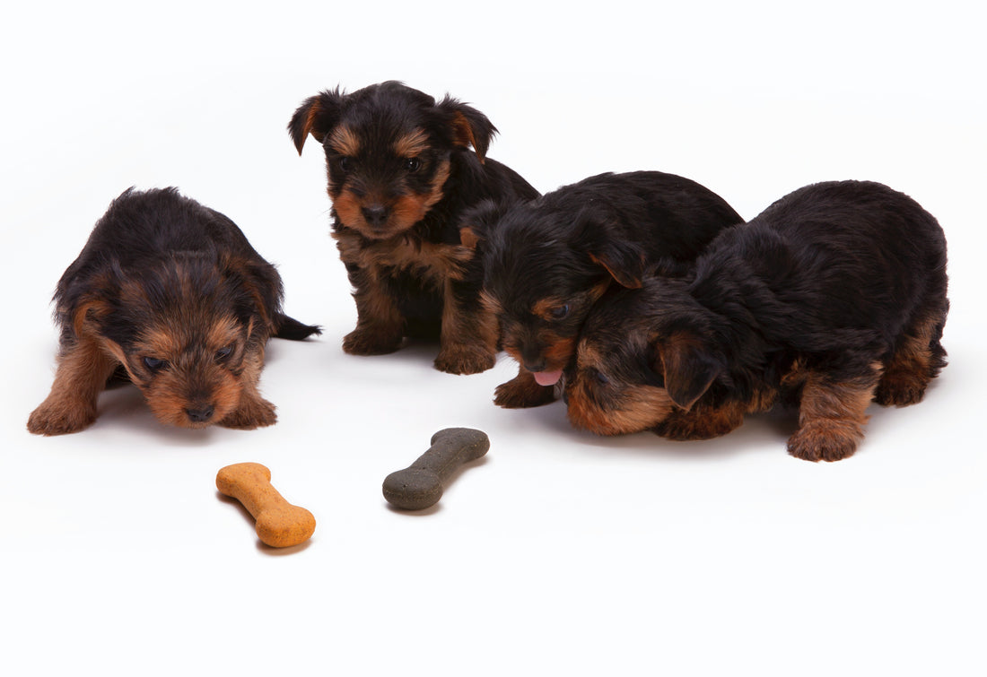The benefits of omega-3 supplements for dogs