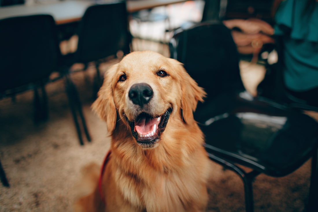 BECOMING A PRO ON PROBIOTICS FOR DOGS