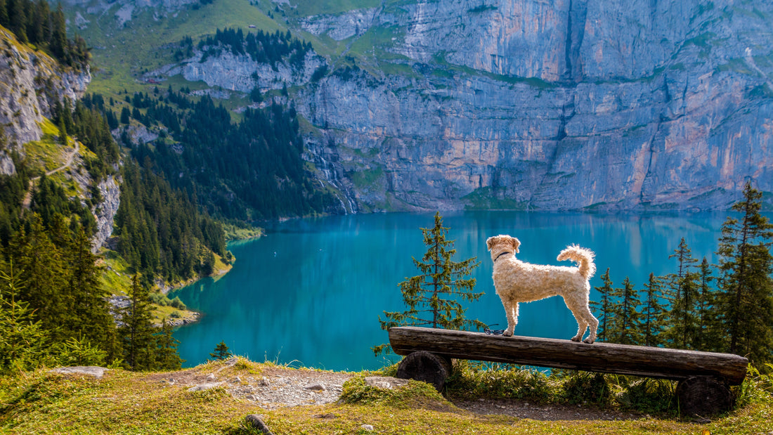 The Benefits of Multivitamins for Dogs