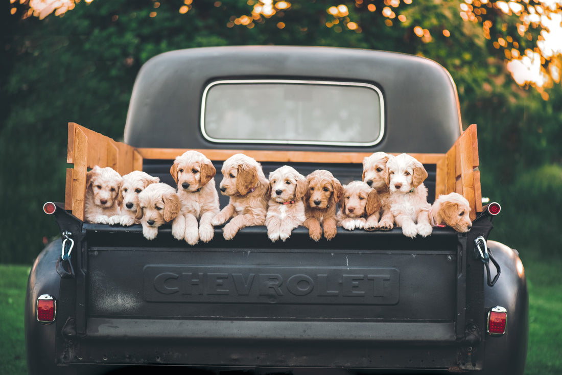 Pick the perfect name for your puppy