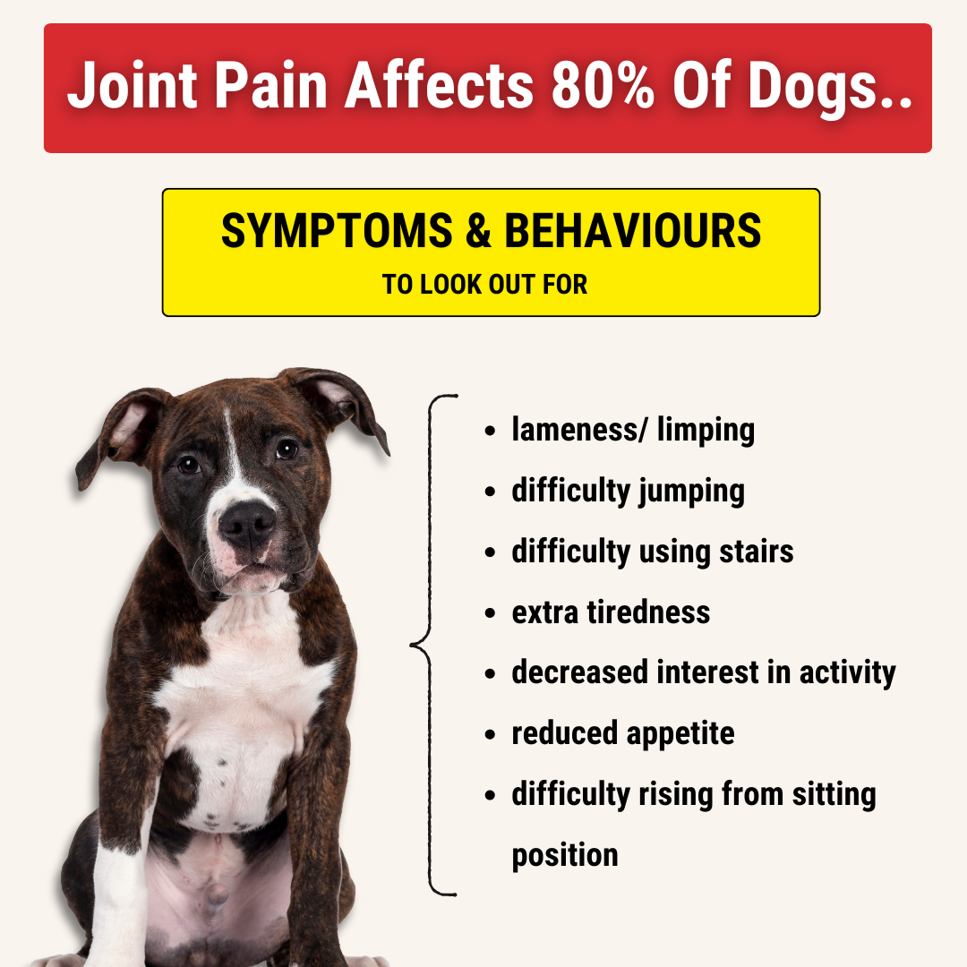 Hip and Joint Chew