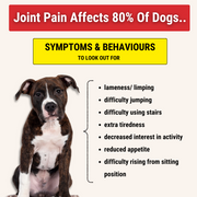 Hip and Joint Chew