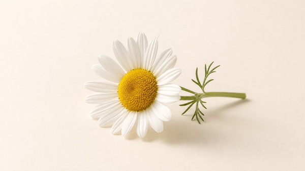 Chamomile